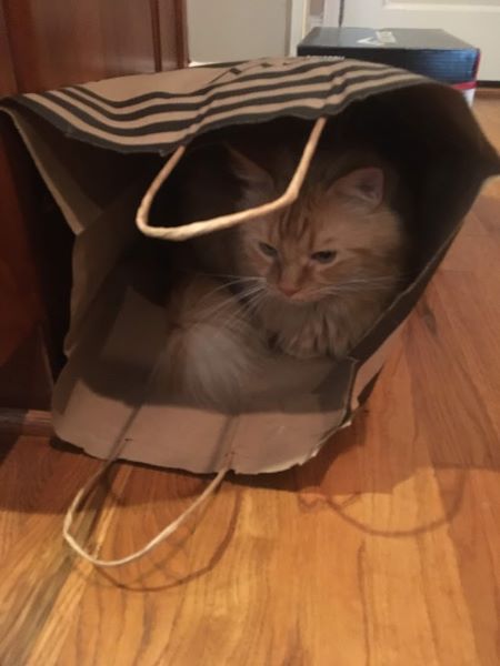 Dexter sitting in a large paper bag that had been laid on its side