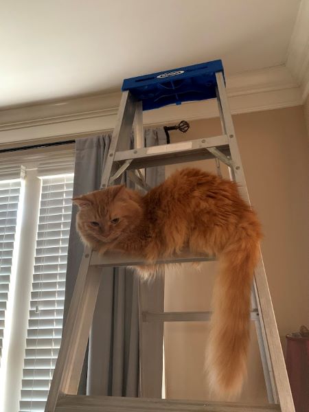 Dexter near the top of a tall ladder