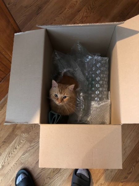 Dexter in a large cardboard box surrounded by bubble wrap