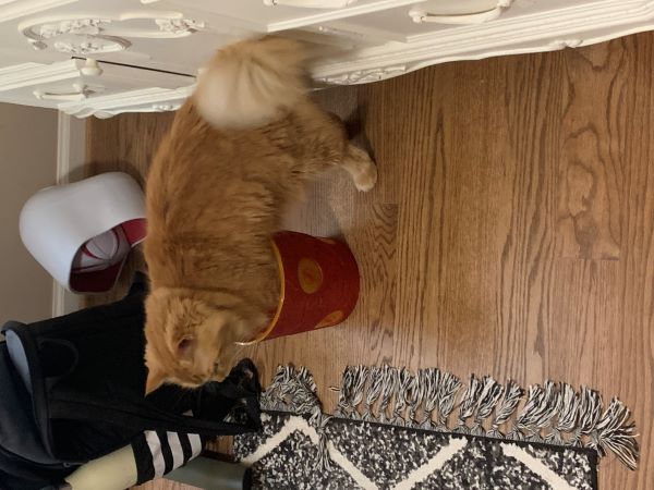 Dexter with his front paws in a small souvenir popcorn bucket. The rest of him doesn't fit