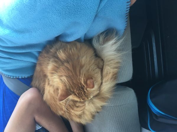 Dexter curled up against Ethan while he takes a nap in the back of the car. Ethan's face isn't visible