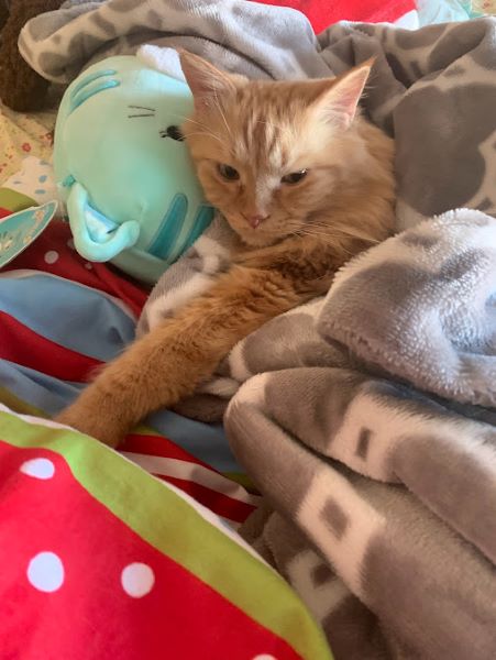 Dexter under a gray blanket with his head resting on a cat stuffed toy