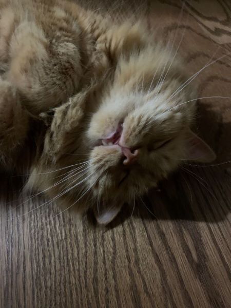 Dexter laying on his back with his eyes closed. His teeth are visible, making him look like he's smiling