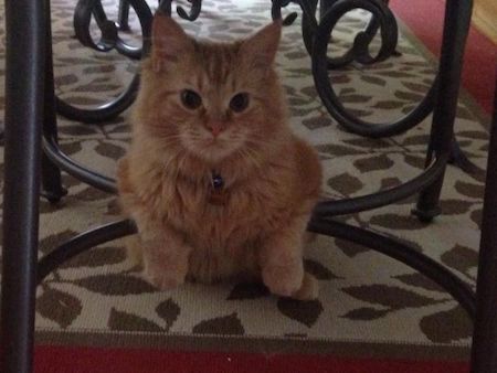 Dexter as a kitten, laying on the bars underneath a dining room chair