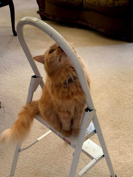 Dexter rubbing his cheek against the top of a small ladder