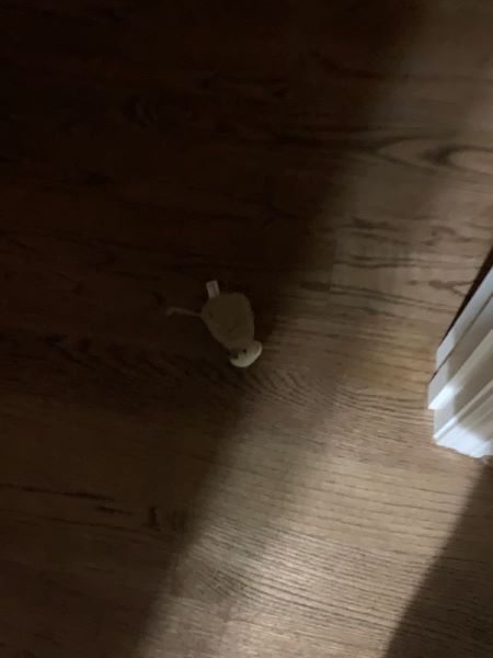 Dexter's mouse toy laying outside my door
