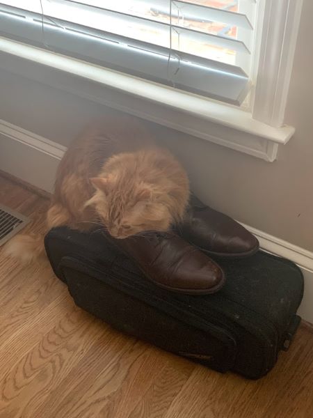 Dexter laying on Ethan's trumpet and his shoes